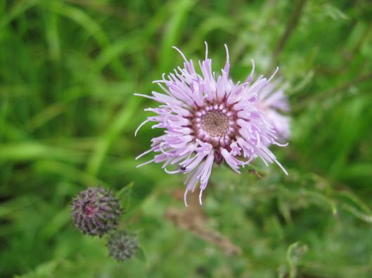 022Greater Knapweed