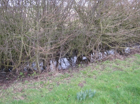 025Water under the hedge at St Margaret's common (640x480)