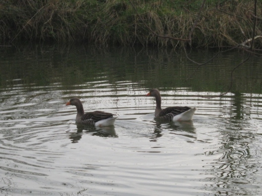 016Pair of geese on pond (640x480)