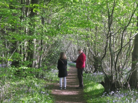038R and E in bluebell wood (640x480)