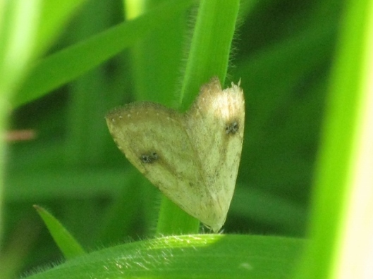 005Micro Moth (640x480)