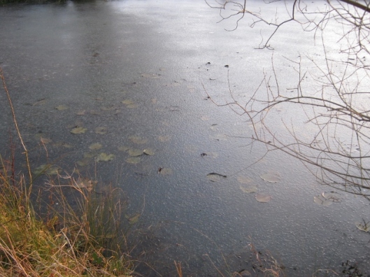 IMG_3947Icy pond (640x480)