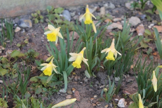 IMG_1929Miniature daffodils (640x427)