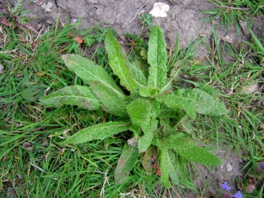 IMG_4470Bristly Oxtongue (640x480)
