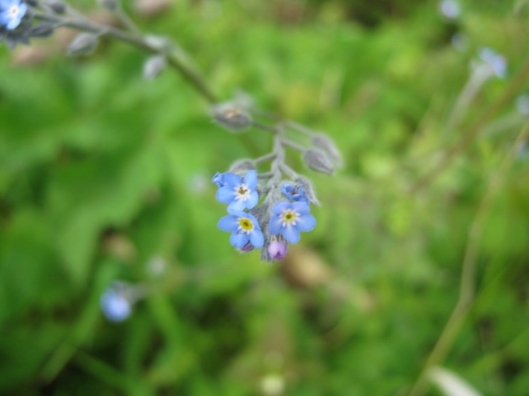 IMG_4705Forget-me-not (640x480)
