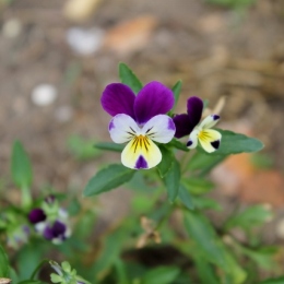 Self-seeded Viola