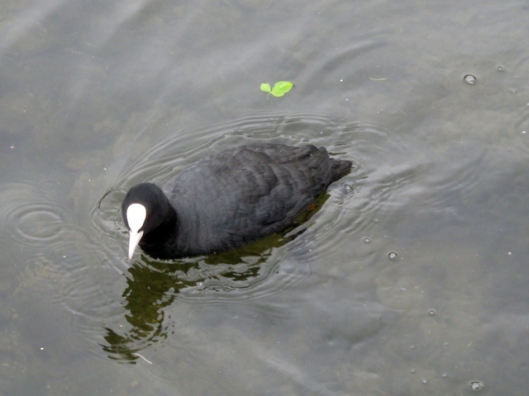 IMG_5500Coot
