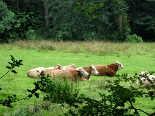 IMG_5515Cattle