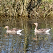 Greylags on the pond