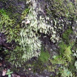 More moss