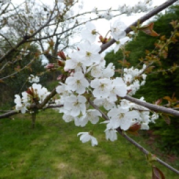 Wild Cherry blossom